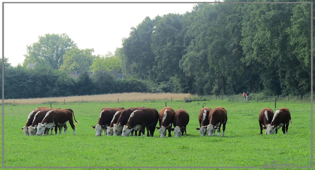 20130816_1118Brandrode_koeien_Rheden