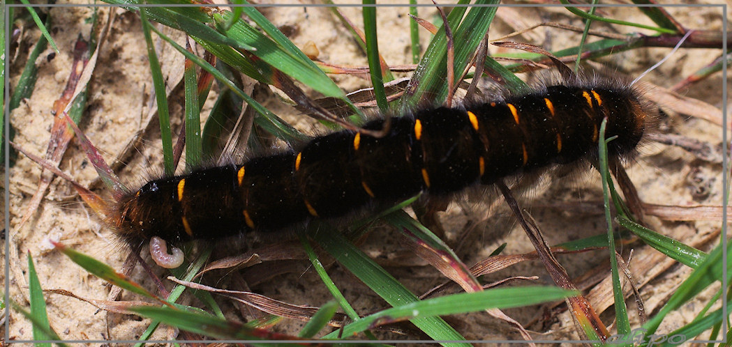 20130816_1229larf_op_rups_veelvraat_heide_Rheden