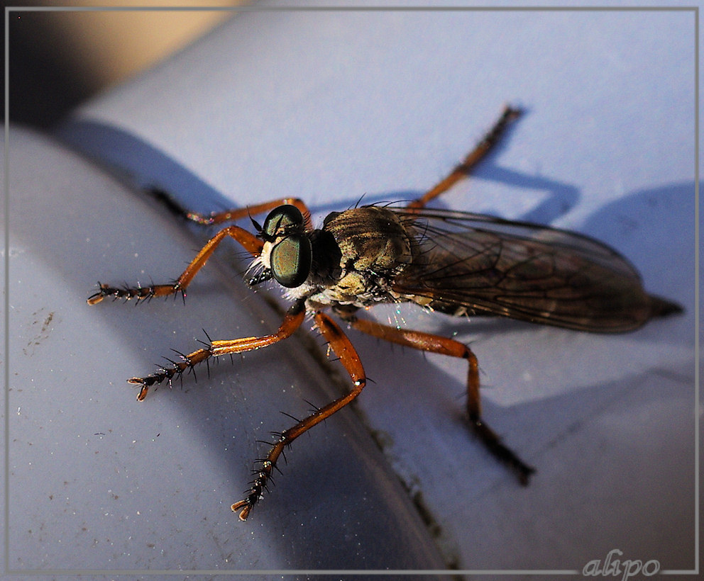 20130816_1303roofvlieg_Posbank_Rheden Pentax K5 macro