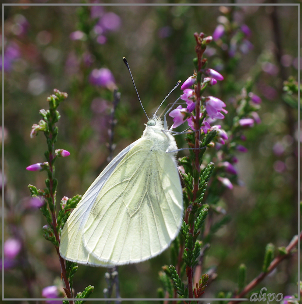 20130816_1326geaderd_witje_heide_Rheden