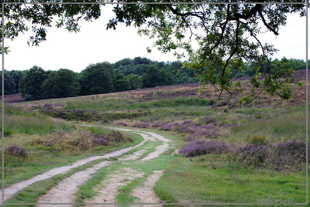 20130816_1415pad_heide_Rheden