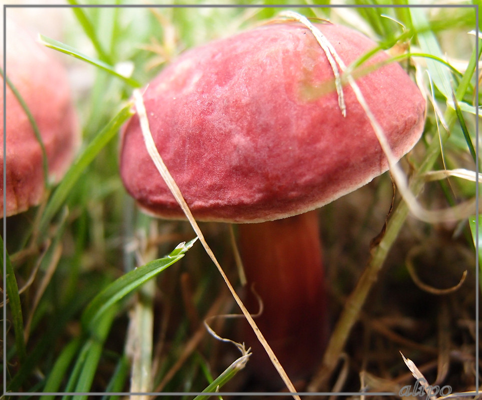 Rode russula's Rheden Olympus XZ1