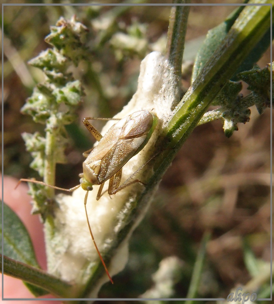 1640blindwants Adelphocoris-lineolatus