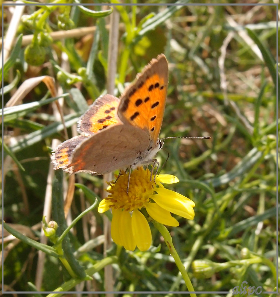 Kleine vuurvlinder