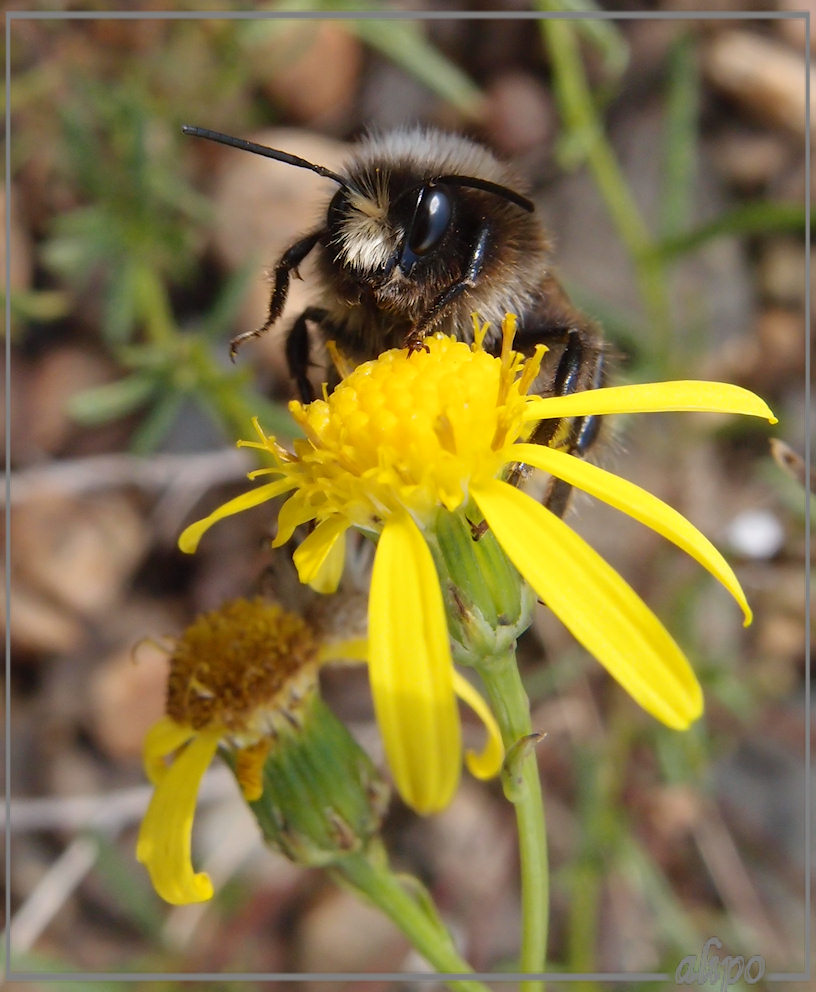 Hommel op bezemkruiskruid