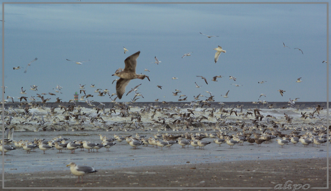 20131216_1109zilvermeeuwen_strand6 Pentax K10D 300mm