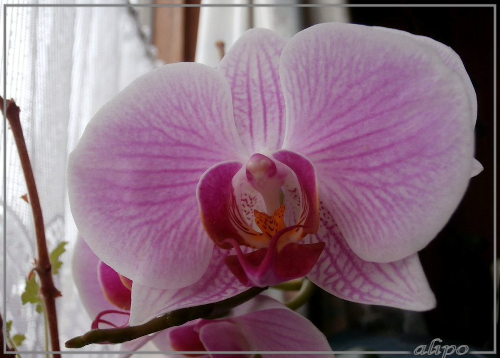 20141103_Orchidee voorraam Olympus VR330