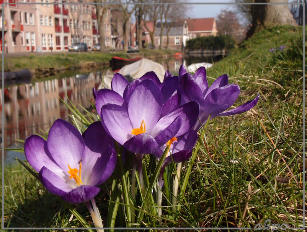 Krokusjes Enkhuizen