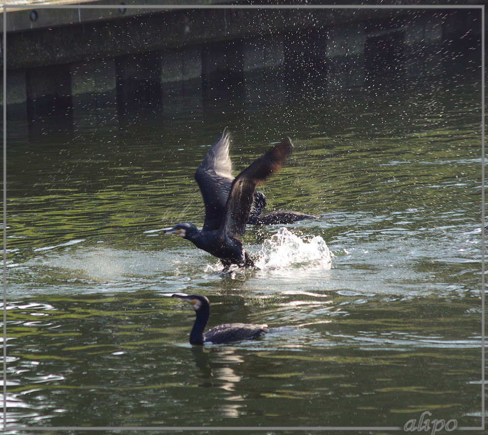 20150317_1607aalscholvers_Oude_Haven_Enkhuizen (5) Pentax K10 Pentax300mm