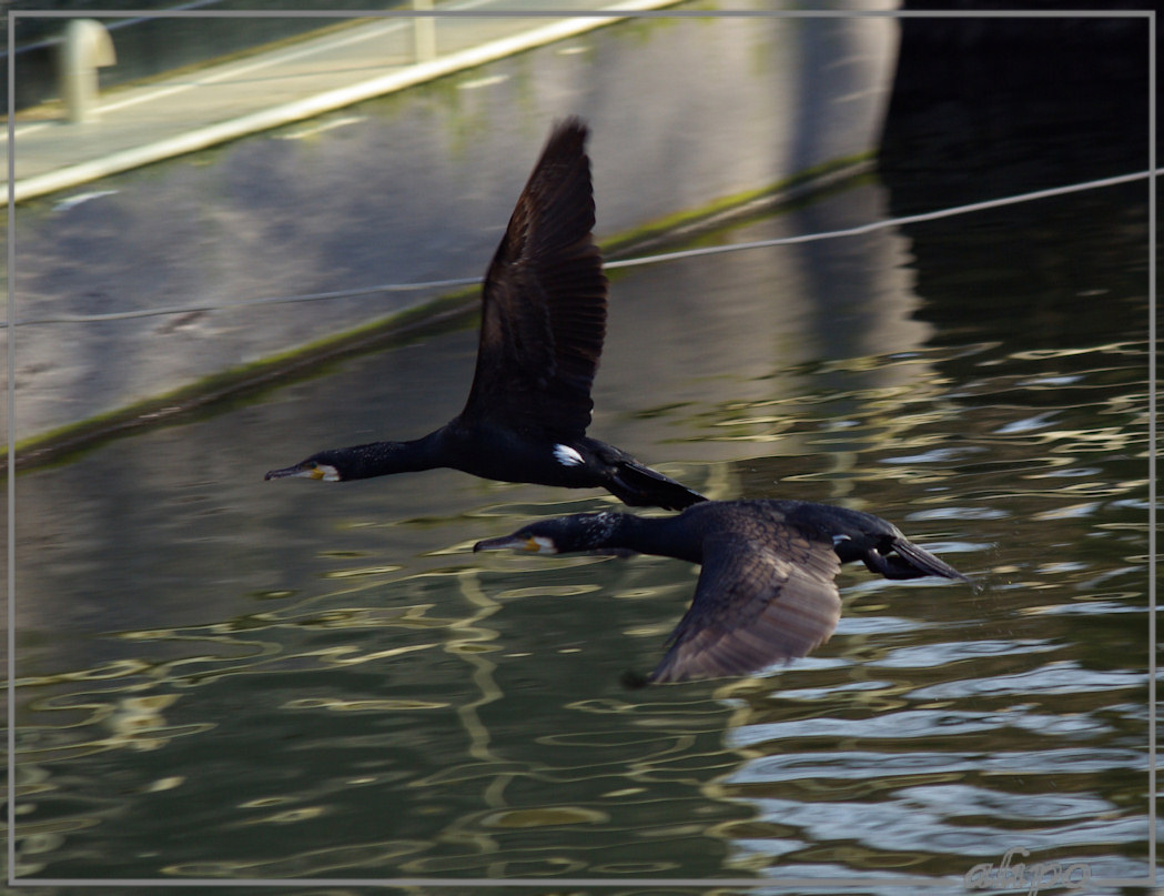 20150317_1607aalscholvers_Oude_Haven_Enkhuizen (8)