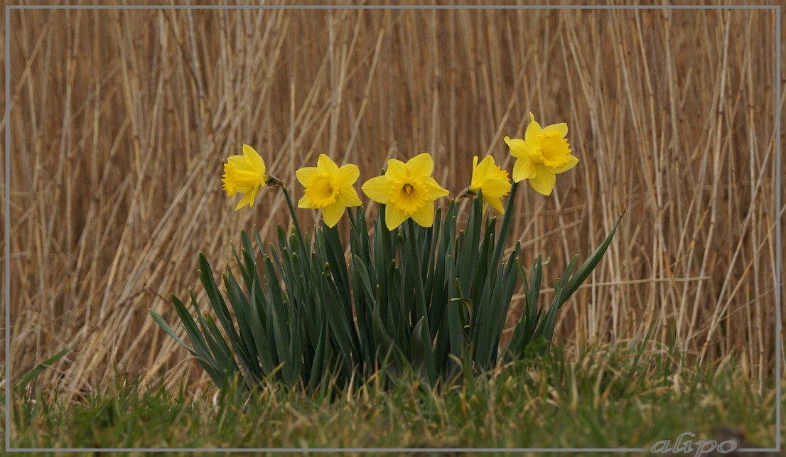 20150320_1508narcissen_Heksloot Sony A77ii Sony 400mm