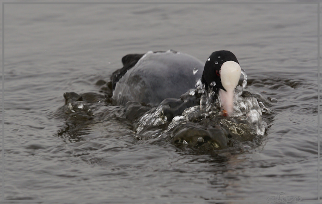 20150320_1520meerkoet_Mooie_Nel  (6)