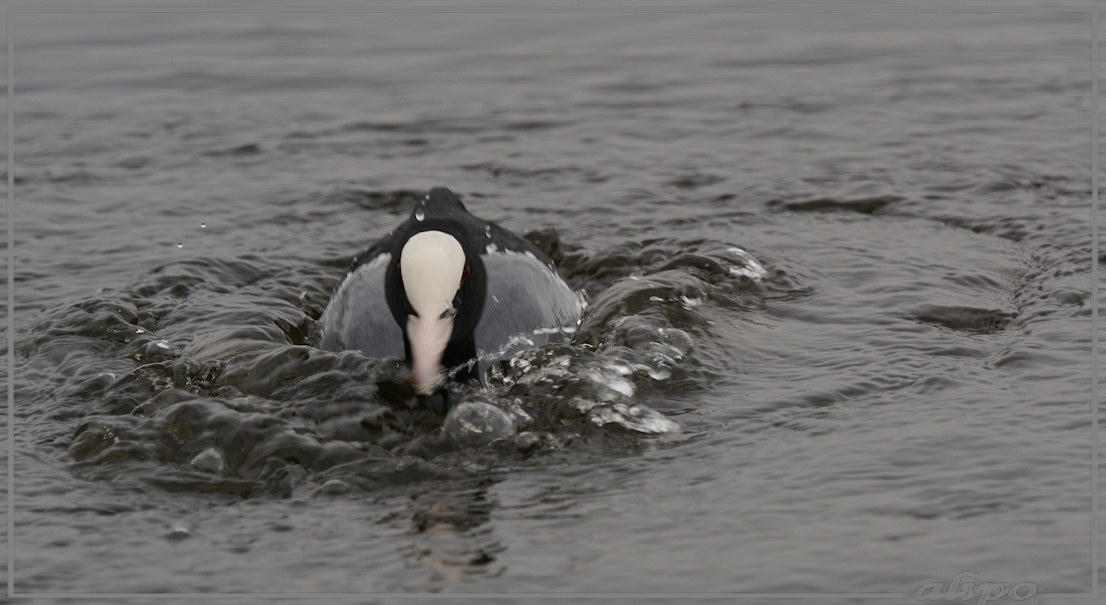 20150320_1520meerkoet_Mooie_Nel  (7)