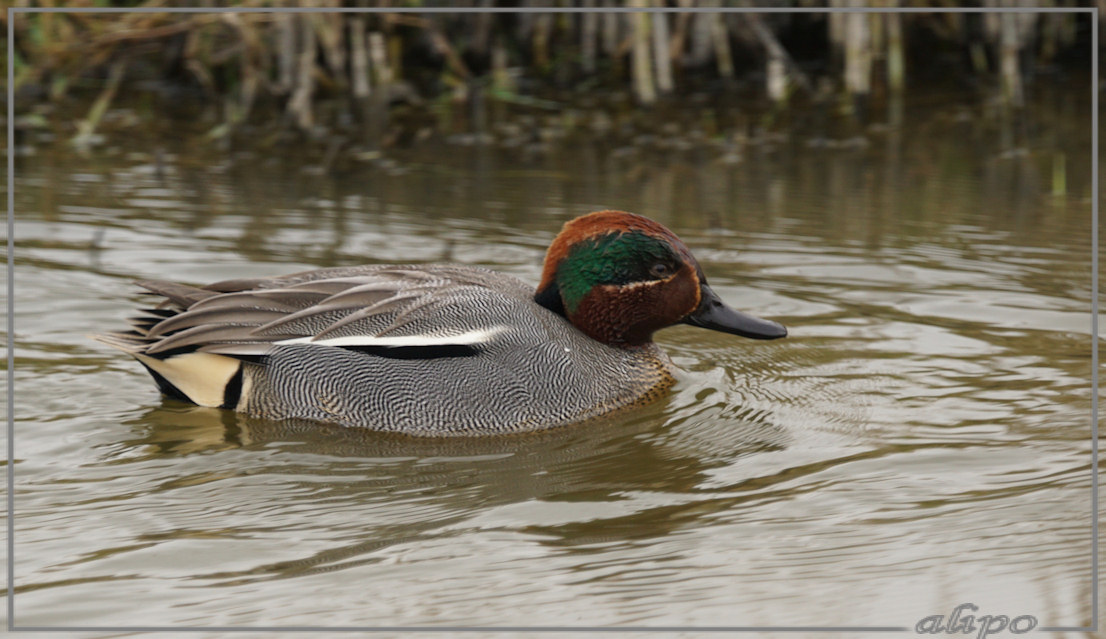 20150320_1554wintertaling_Gruijterslandje