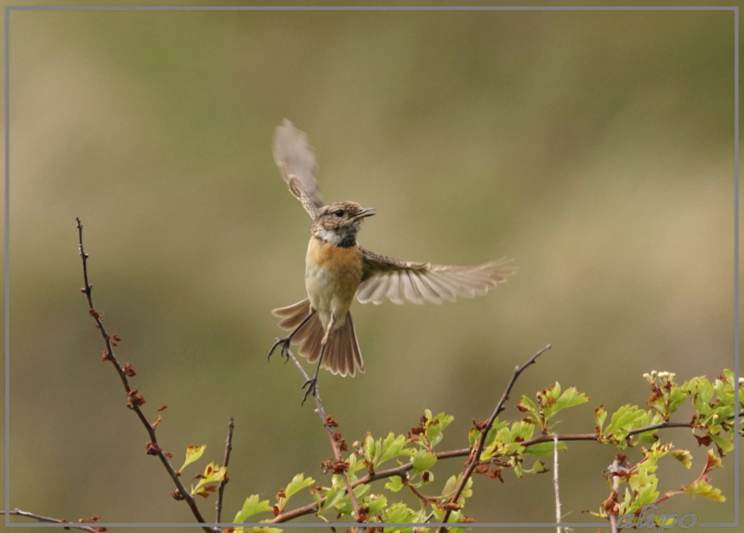 20150522_1513jonge_roodborsttapuit_Herenduinen2