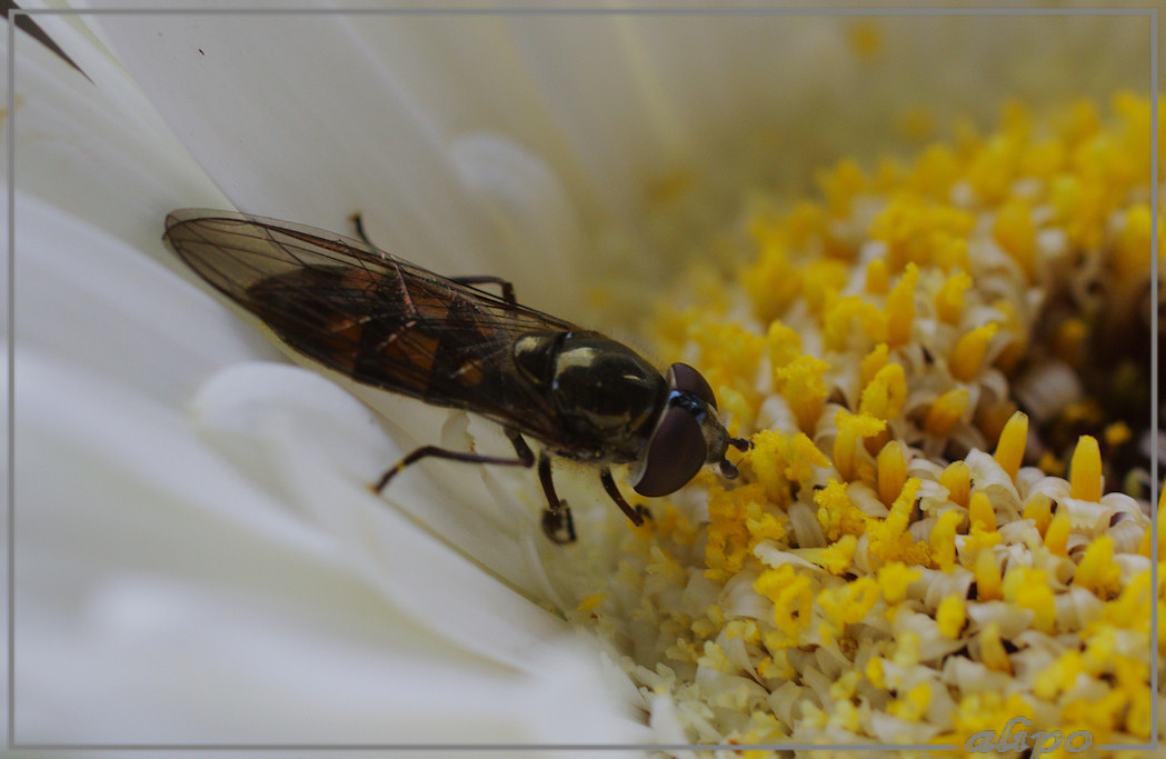 20150831_1423variabel_elfje_Enkhuizen2 Pentax K5 macro