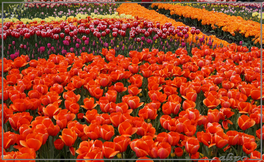 20160504_1337tulpen_Keukenhof4 Sony A77ii 18-55mm