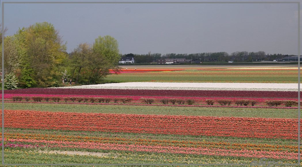 20160504_1343bollenvelden_Keukenhof3