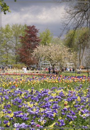 20160504_1355anemonen_Keukenhof