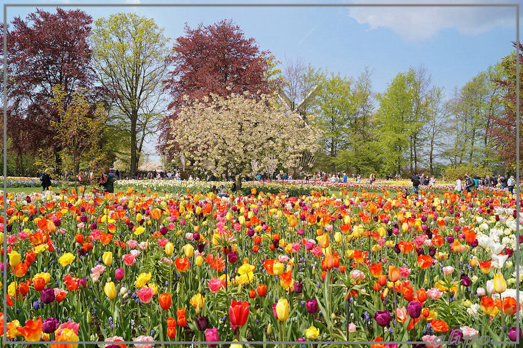 20160504_1359tulpen_Keukenhof2