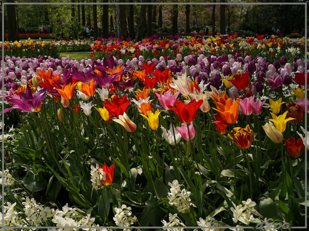 20160504_1441tulpen_Keukenhof