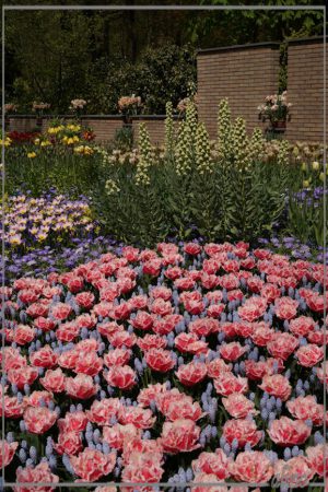 20160504_1448tulpen_Keukenhof