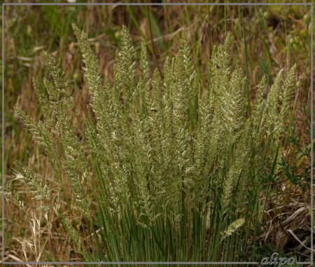 20160601_1416gras_onbekend_Badweg3 Sony A77ii 400mm