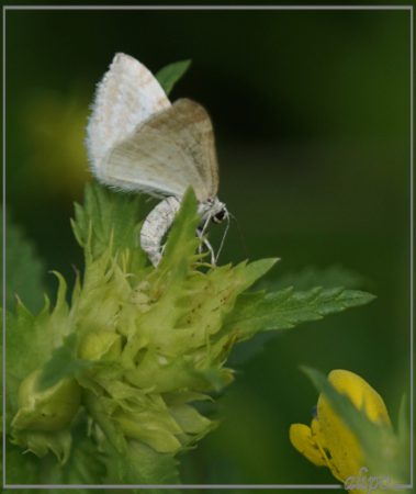 20160601_1538ratelaarspanner_eiafzettend_Kennemermeer