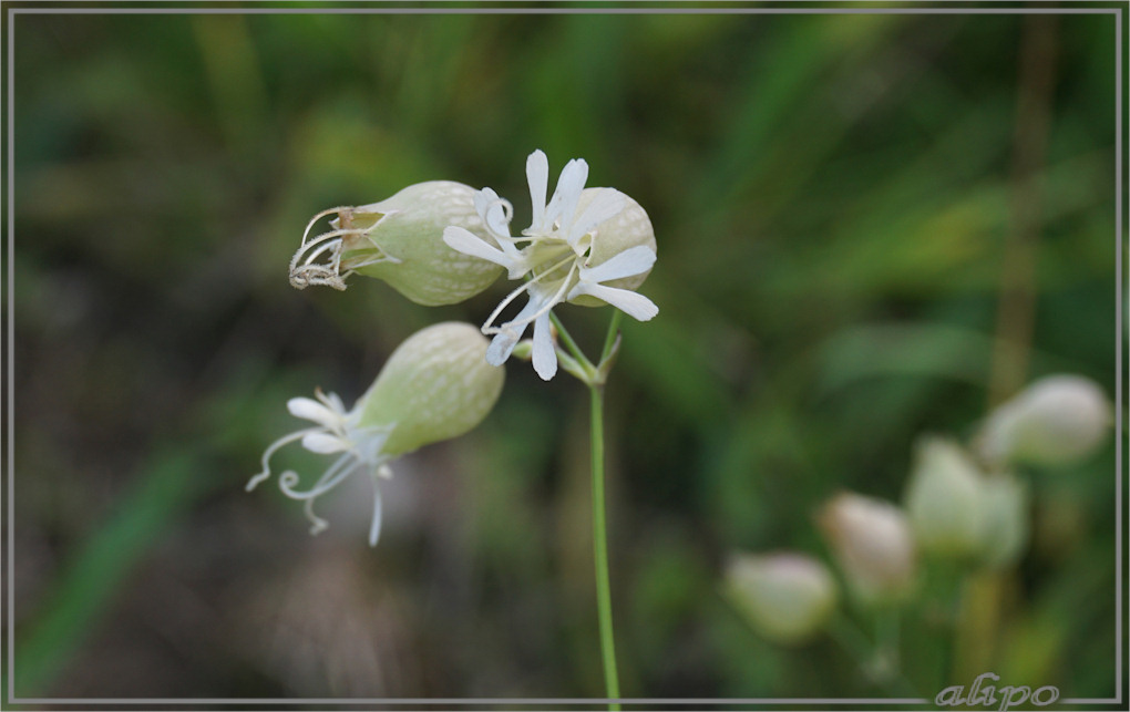 20161001_1638blaassilene_wijkazee5