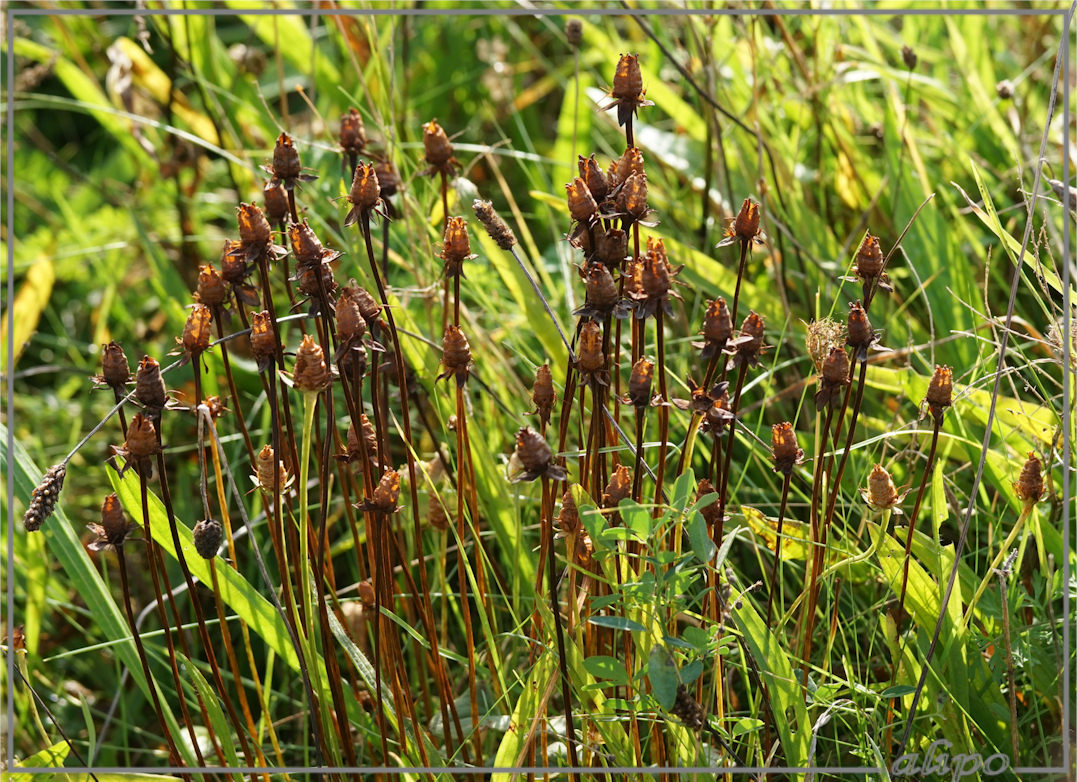 20161017_1213uitgebloeide_parnassia_kennemermeer